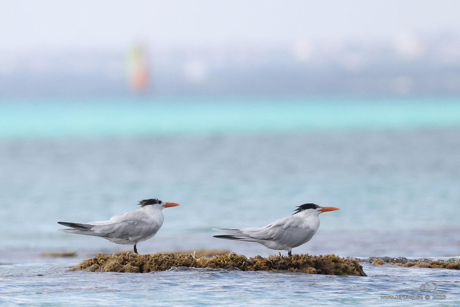ROYAL TERN (Thalasseus maximus) - Stng / Close